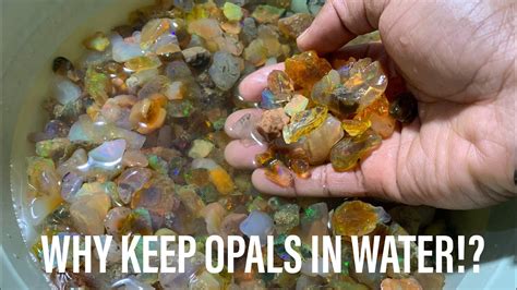 What Does Op Stand for in Music? And Why Do Musicians Love Opals?