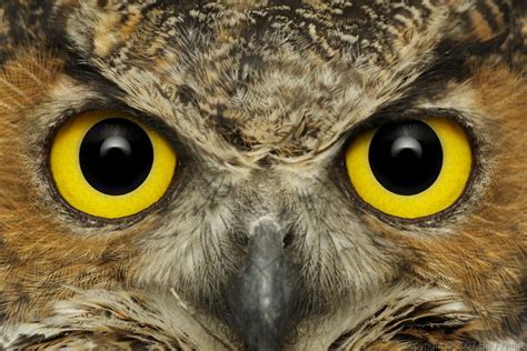 Why Does Owl Eyes Think the Books Are Fake: A Dive into the Illusion of Reality